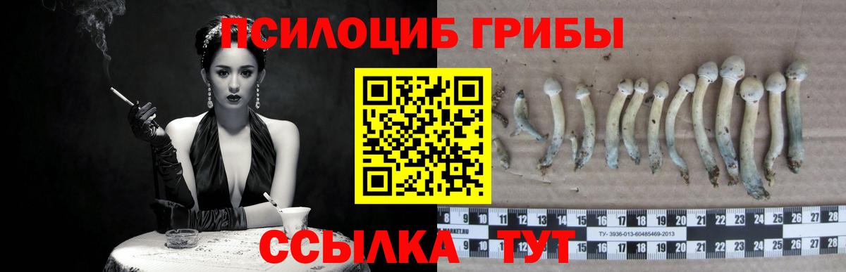 Псилоцибиновые грибы Psilocybe Муром